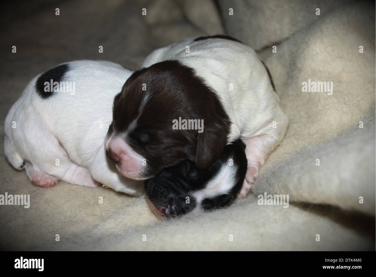 Deux springer spaniel puppies au milieu d'une couverture pelucheuse Banque D'Images