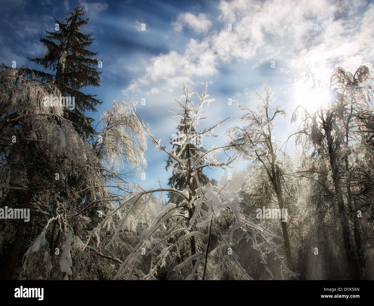 Les rayons du Soleil sont bloqués par l'intermédiaire de briser les branches d'arbres. Banque D'Images