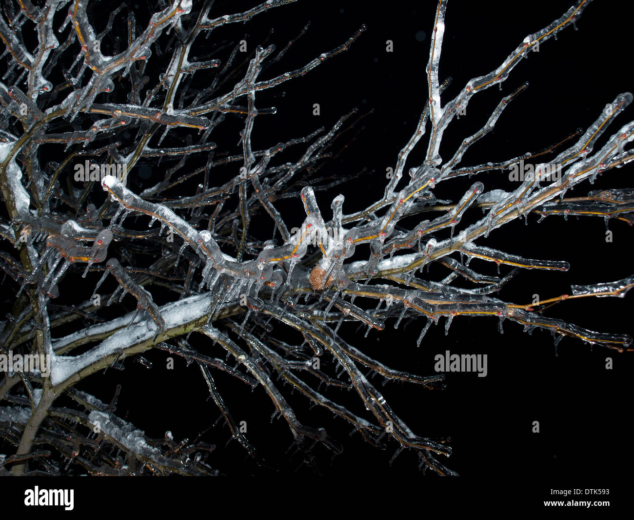 Les branches d'arbres gelés après la pluie ... Banque D'Images