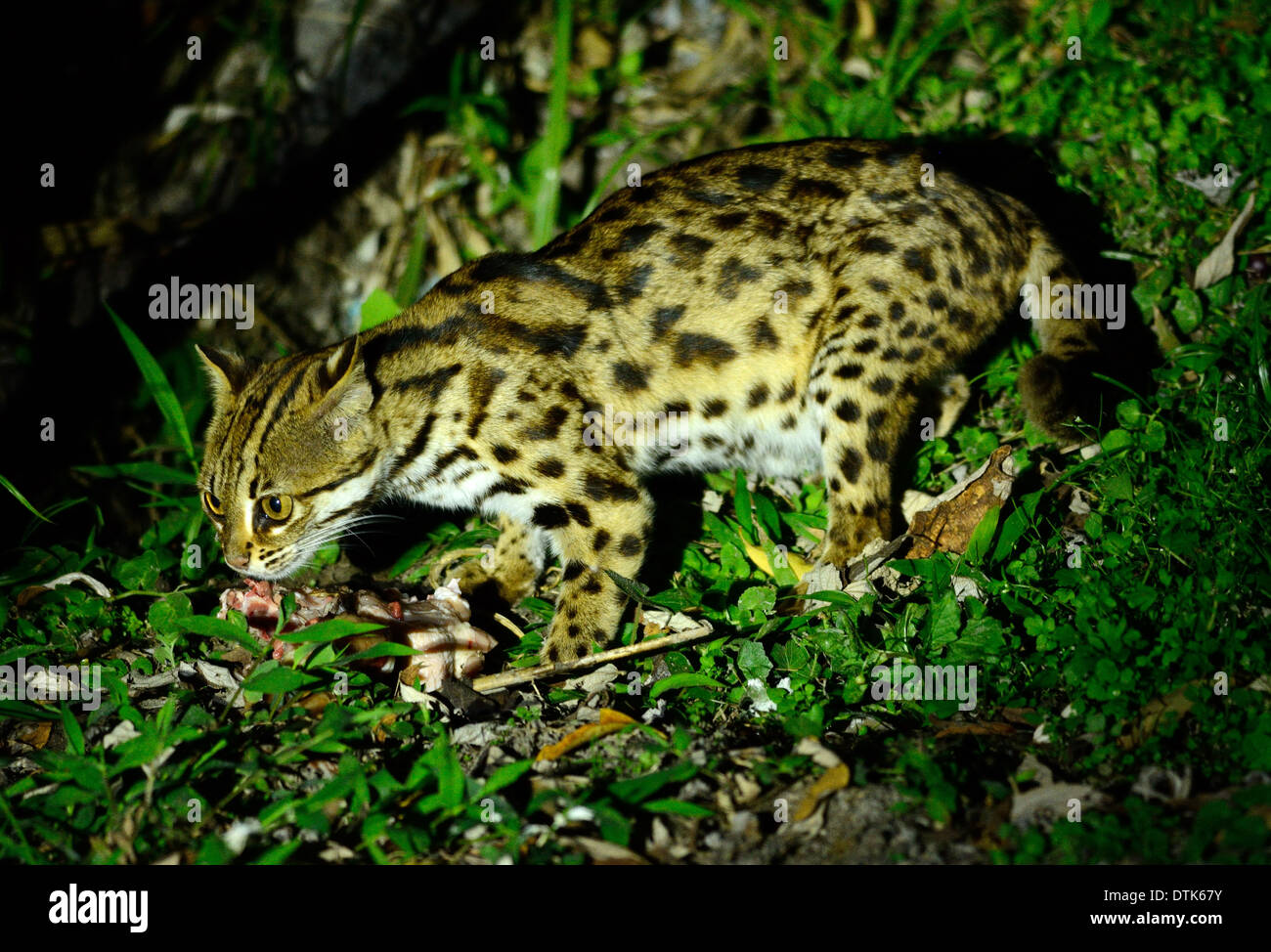 Beau chat-léopard (Prionailurus bengalensis) dans la forêt thaïlandaise Banque D'Images