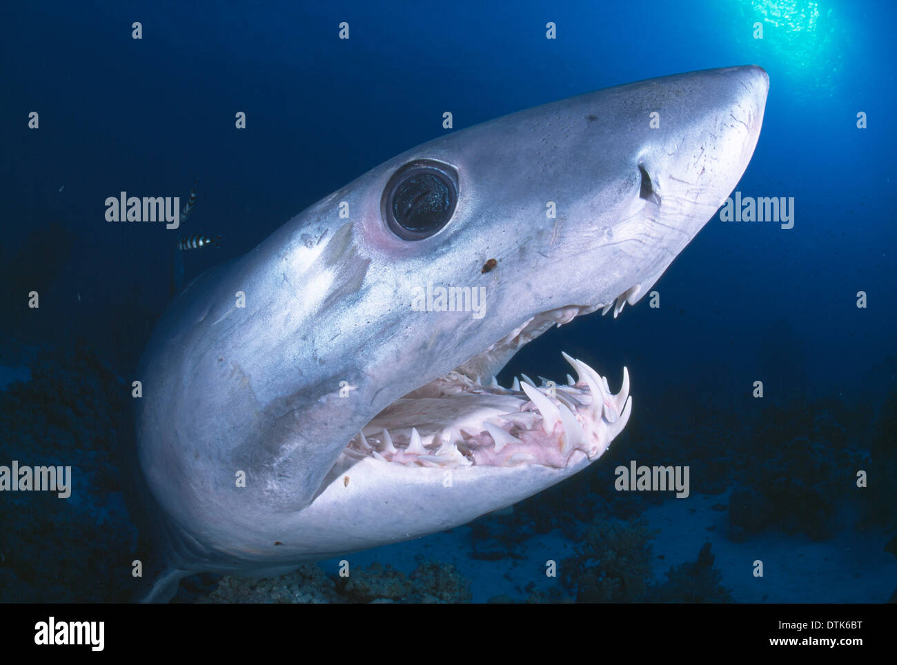 Requin Mako Photo Stock Alamy