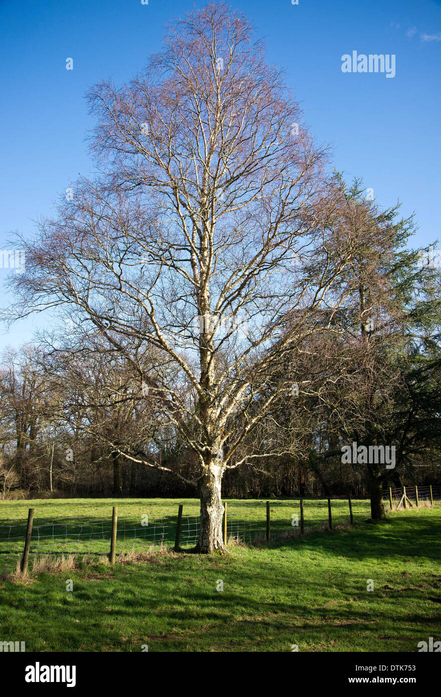 Birch Tree Standing Tall et impressionnant baigné de soleil d'hiver Banque D'Images
