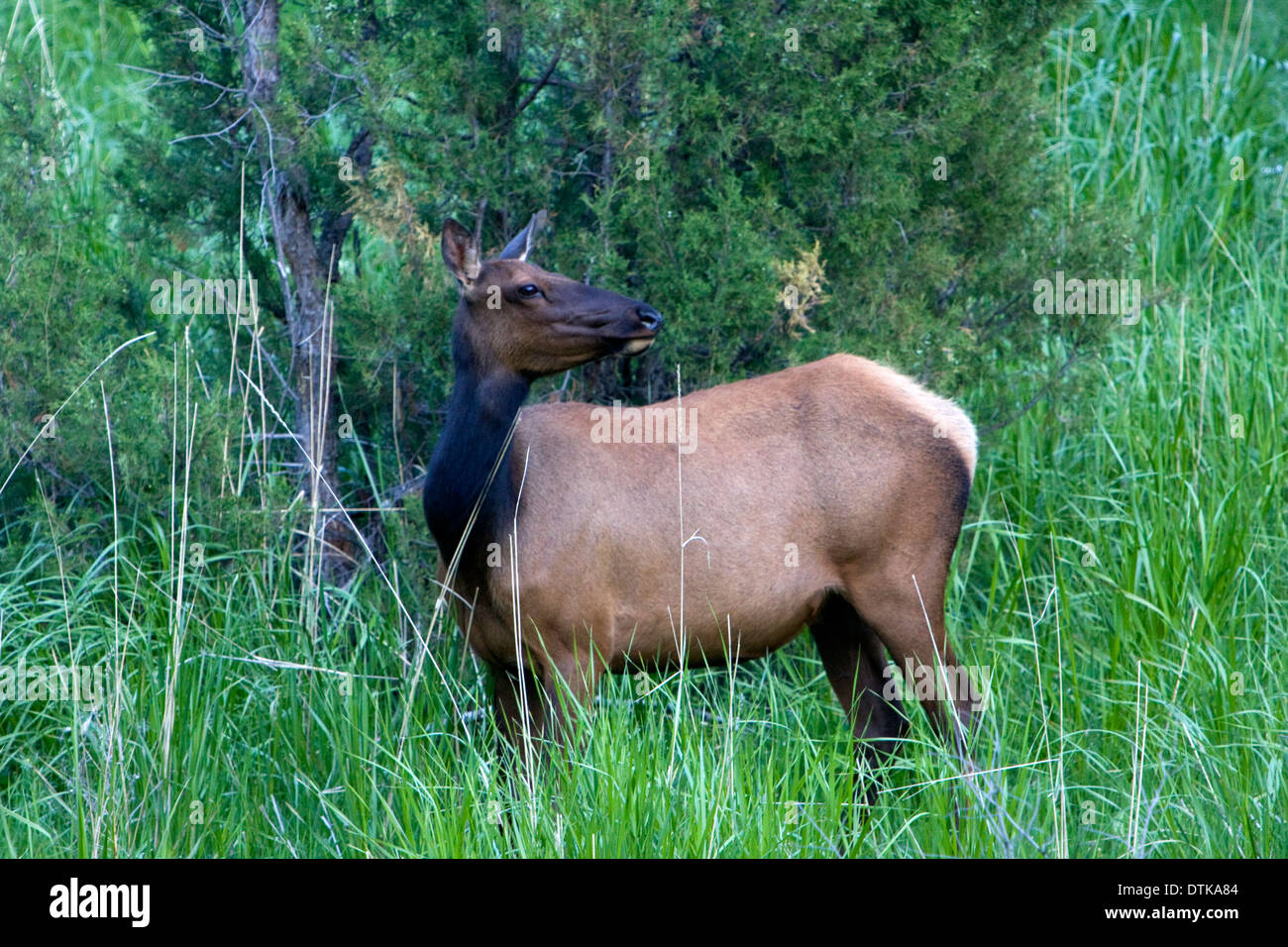 Une vache se tient près d'alerte Mammoth Hot Springs dans le Parc National de Yellowstone, Wyoming. Banque D'Images