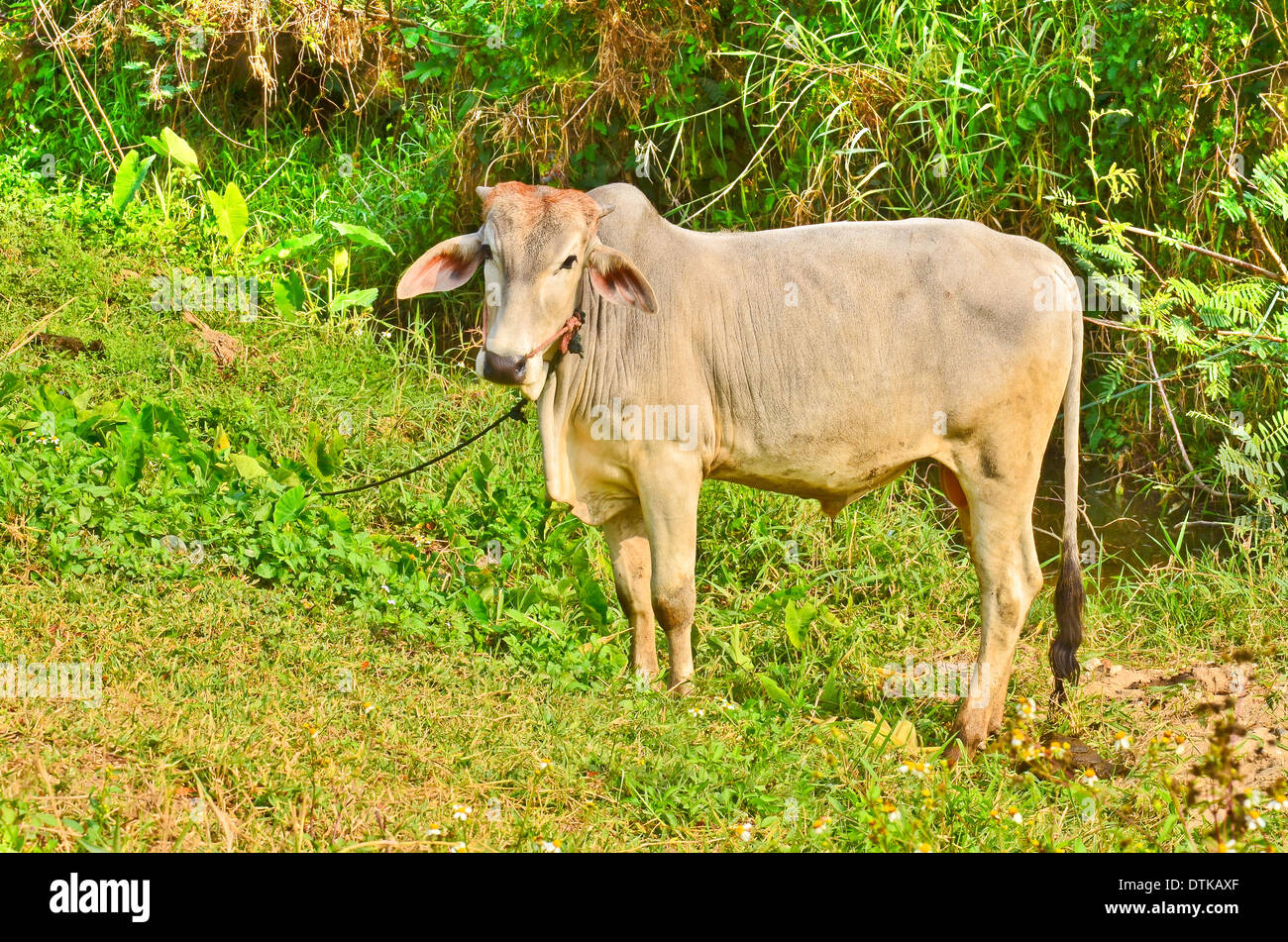 Vache brune Banque D'Images
