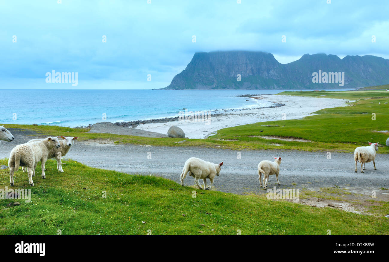 Troupeau de moutons près d'Haukland beach. Summer Fair view. (Norvège, îles Lofoten). Banque D'Images