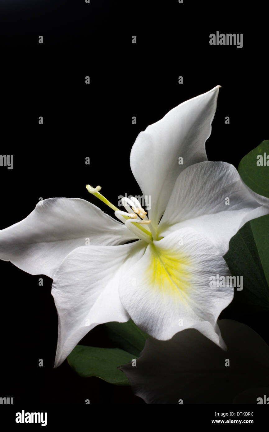 Bauhinia variegata Banque D'Images