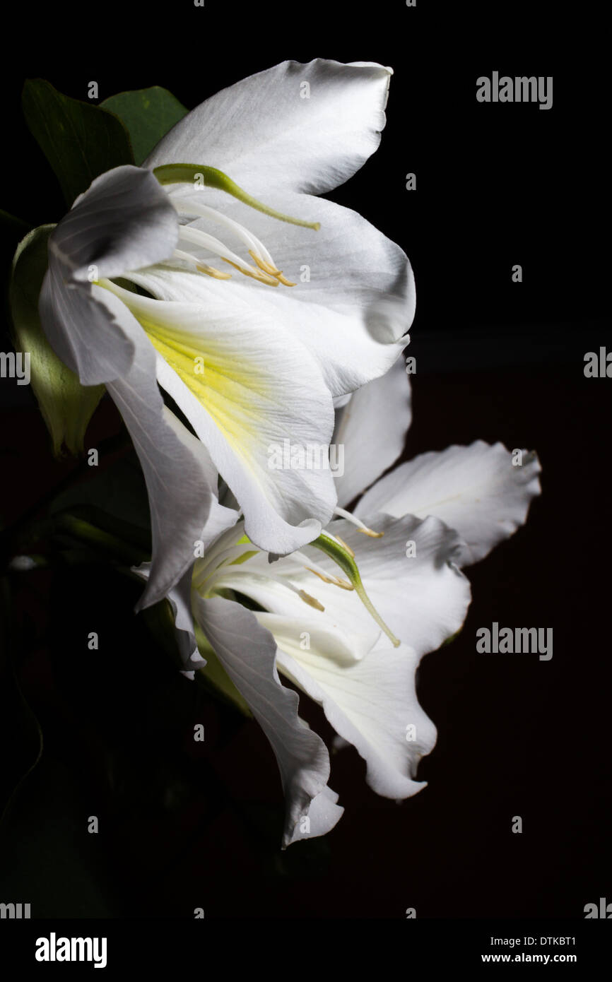 Bauhinia variegata Banque D'Images
