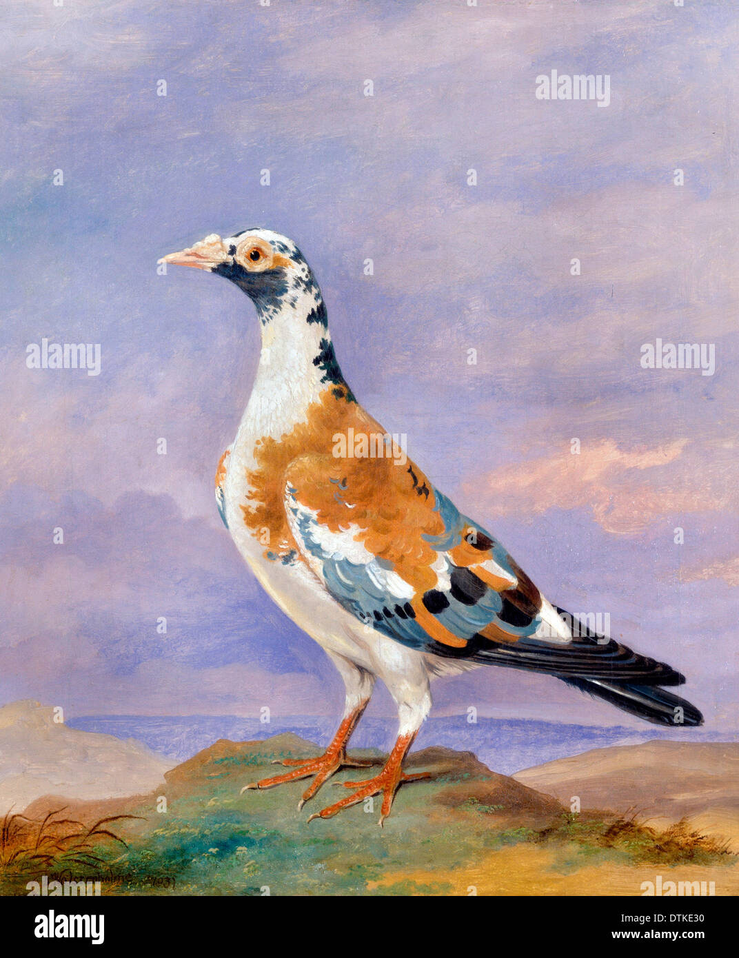 Dean Wolstenholme, études de Pigeon Voyageur 1837 Huile sur toile. Yale Center for British Art, New Haven, USA. Banque D'Images