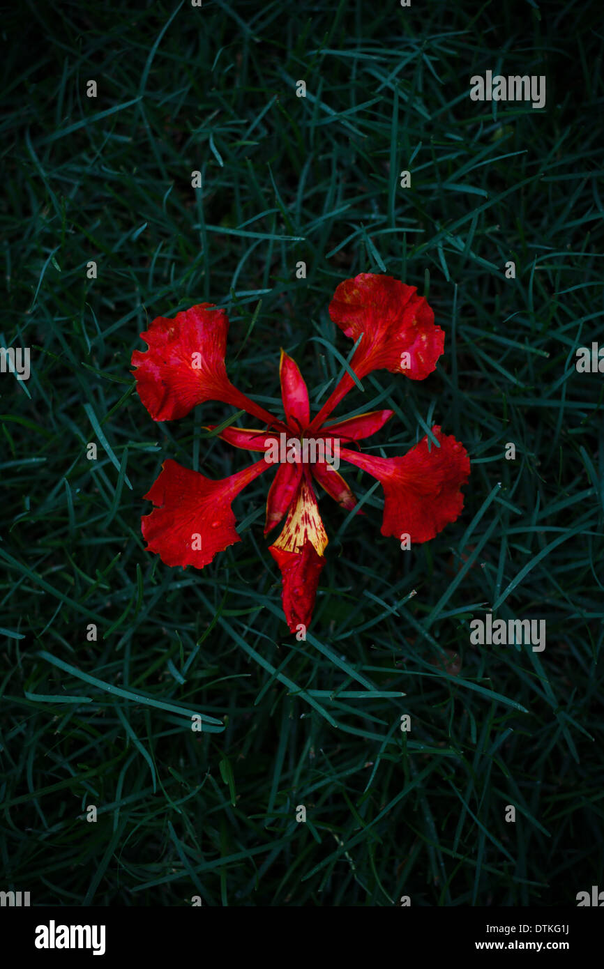 Delonix regia, (flame tree) fleur sur l'herbe Banque D'Images
