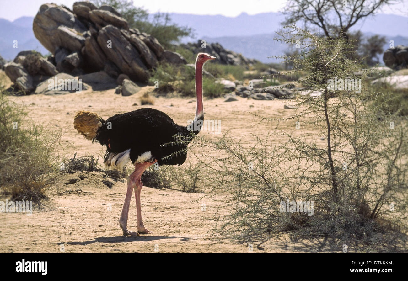 L'Autruche à cou rouge (Struthio camelus) DANS LE DÉSERT DE L'ARABIE SAOUDITE Banque D'Images