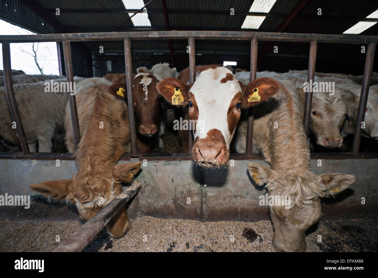 L'alimentation des vaches dans une étable dans une ferme dans la région des Scottish Borders. Banque D'Images