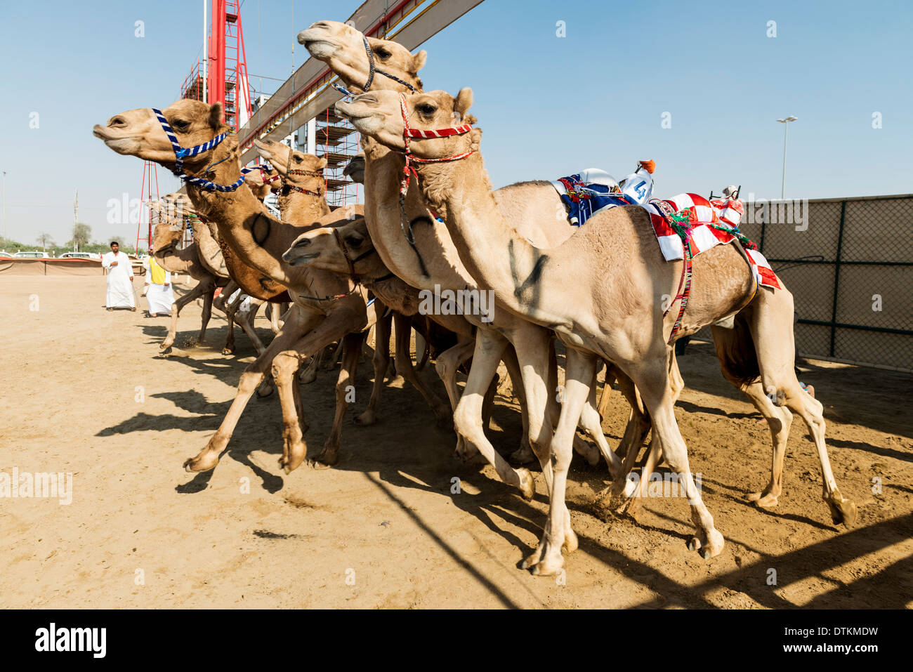 Début de course à Dubaï les courses de chameaux à Al Marmoum Club à Dubaï Émirats Arabes Unis Banque D'Images