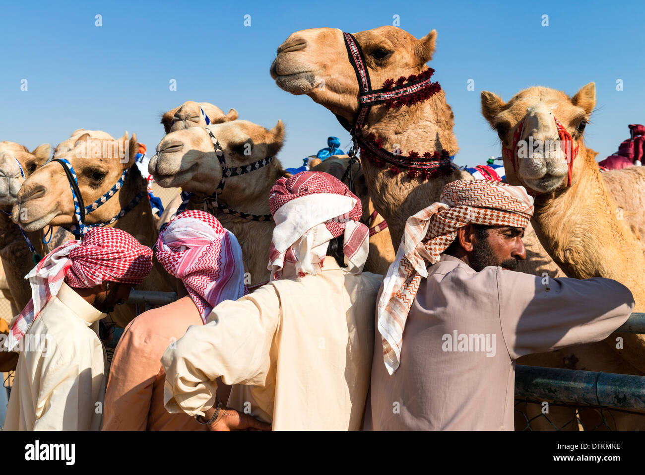 Les courses de chameaux à Dubai Racing Club de chameau à Al Marmoum à Dubaï Émirats Arabes Unis Banque D'Images