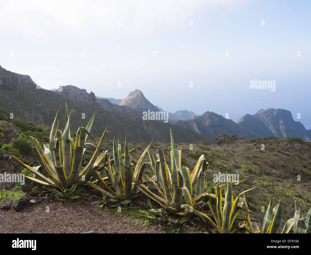 Point de vue sur la route de Masca, Tenerife Espagne, de montagnes arides, les plantes d'agave et la mer à l'horizon brumeux Banque D'Images