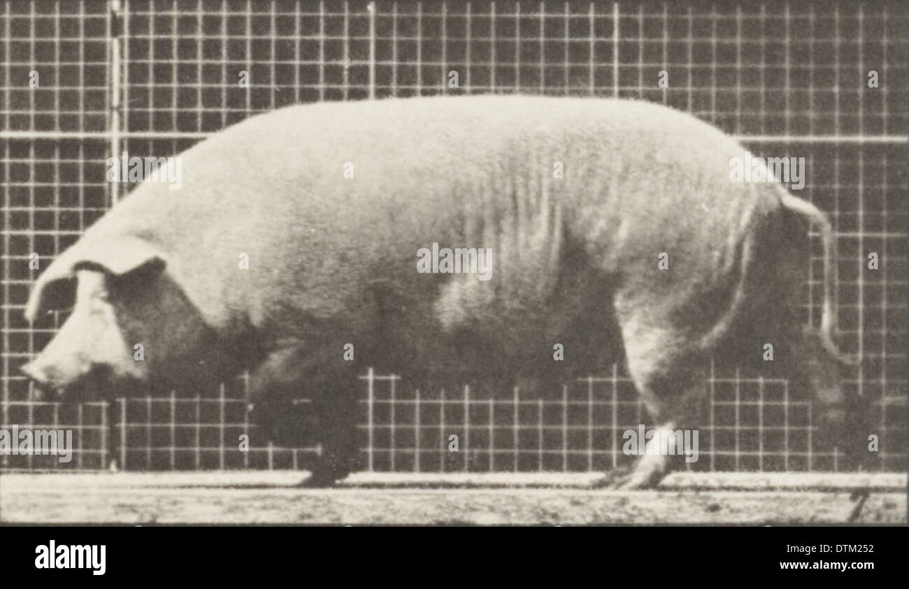 Une truie est montrée marchant dans un cadre rural. La photographie capture le mouvement de l'animal dans un environnement naturel. Banque D'Images