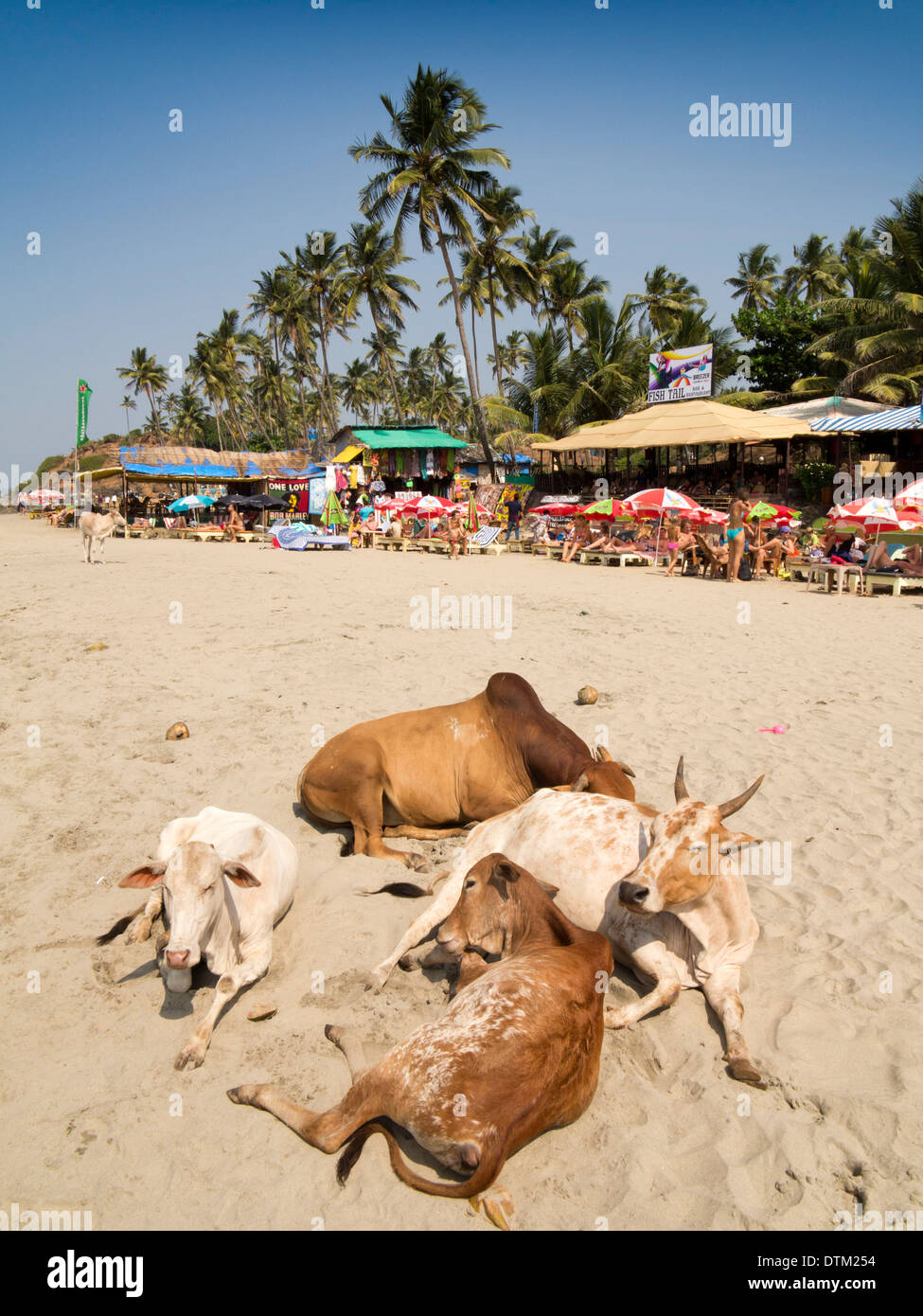 L'Inde, Goa, vaches sur Grand Plage de Vagator Banque D'Images