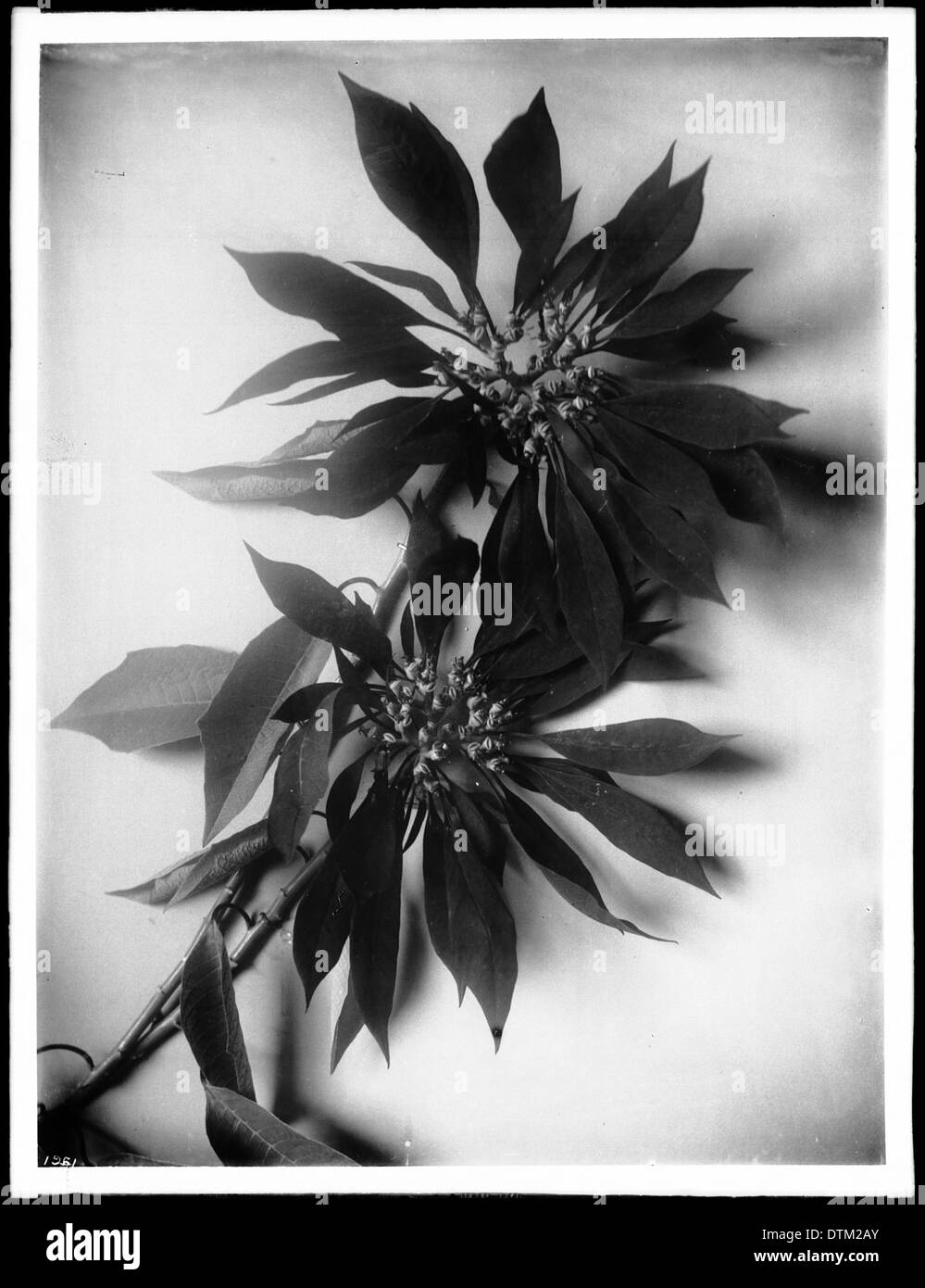 Une photographie de deux fleurs de poinsettia, en particulier Euphorbia Pulcherrinia, prise vers 1920, montrant les fleurs rouges vibrantes de la plante. Banque D'Images