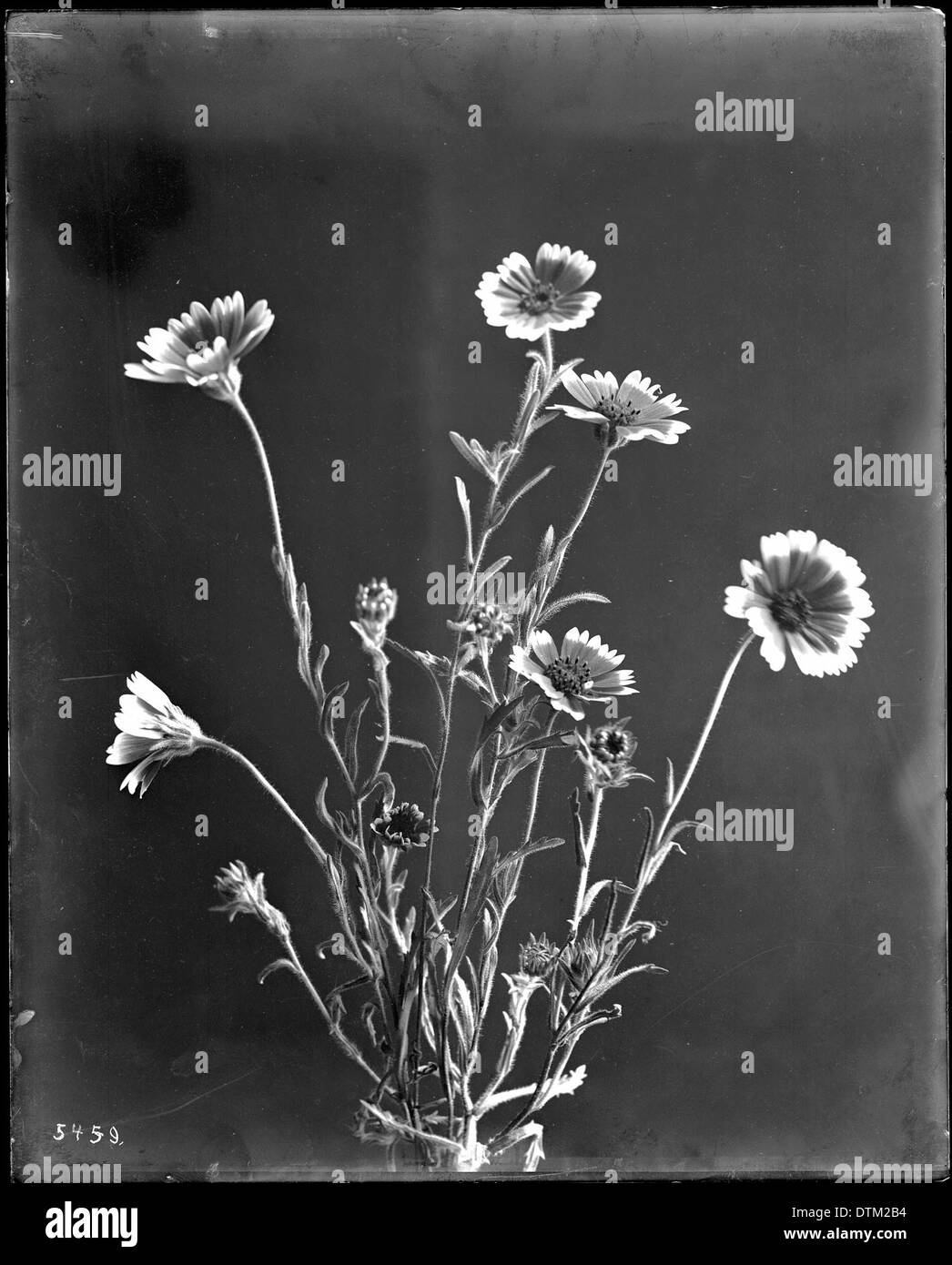 Une photographie rapprochée d'un spécimen de tidytips (Layia platyglossa), prise vers 1920, montrant les caractéristiques distinctives de la fleur. Banque D'Images