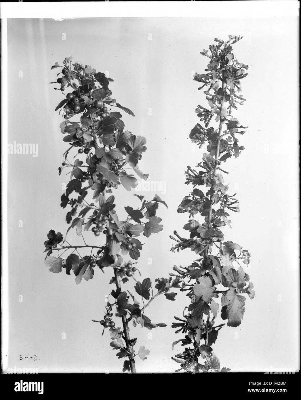 Photographie d'un spécimen de cassis à fleurs jaunes, une fleur sauvage, prise vers 1920. L'image montre les fleurs jaunes vibrantes de la plante en pleine floraison. Banque D'Images
