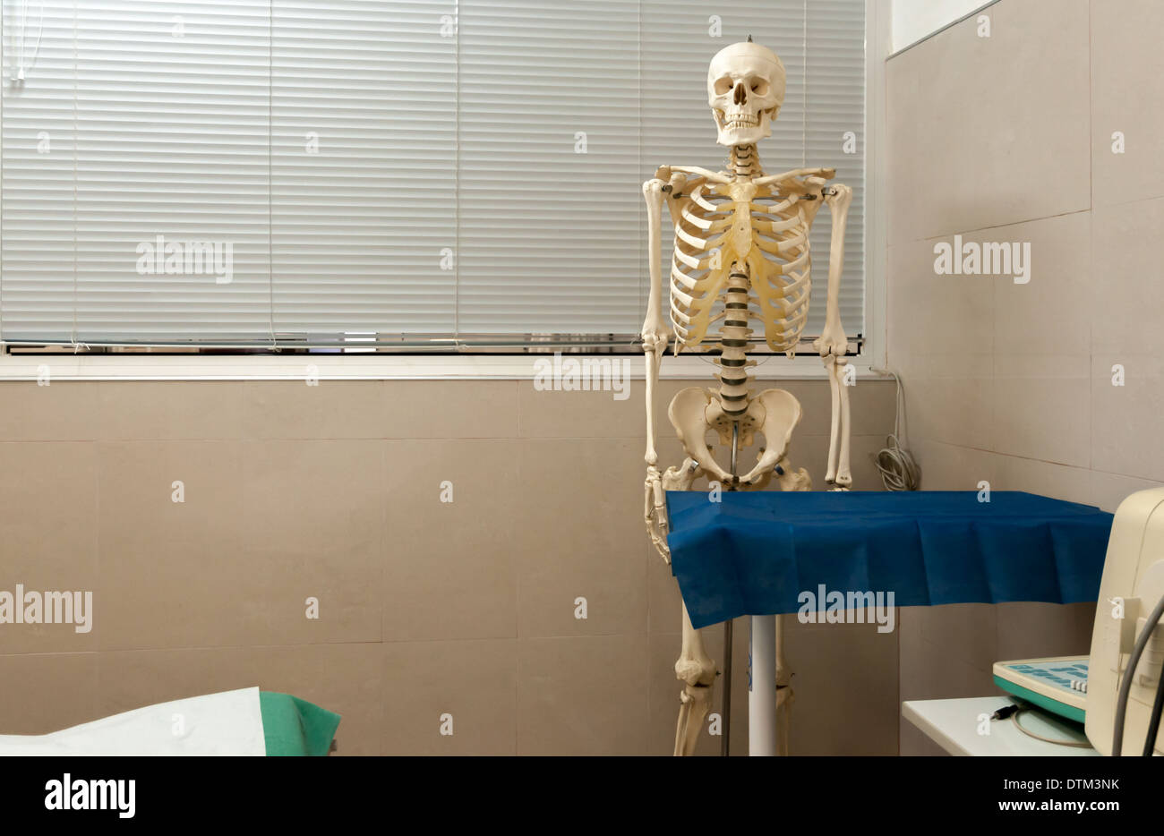 Squelette humain et du crâne Banque D'Images