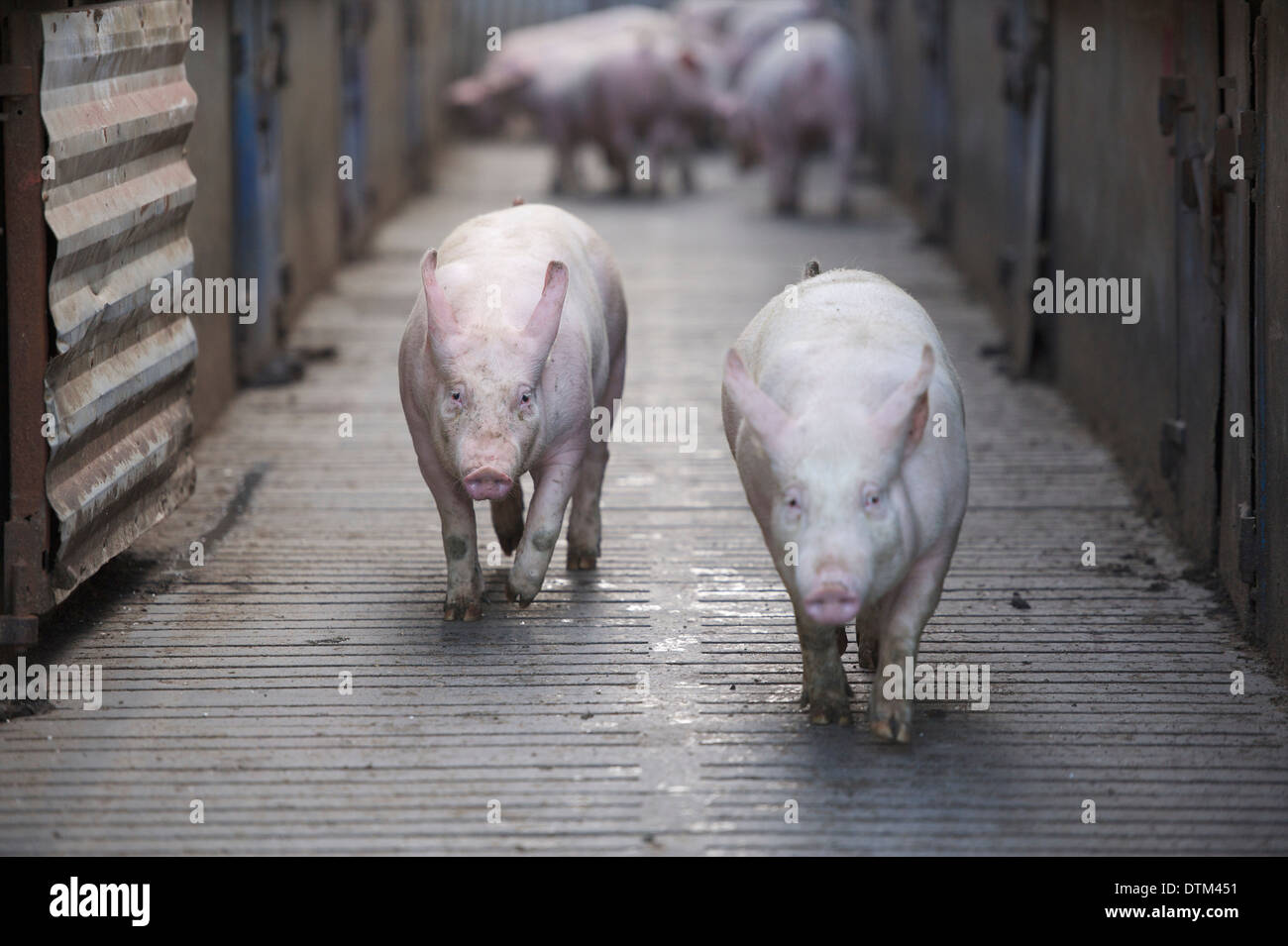 Les porcs dans une ferme porcine près de Westport, comté de Mayo, Irlande. Banque D'Images