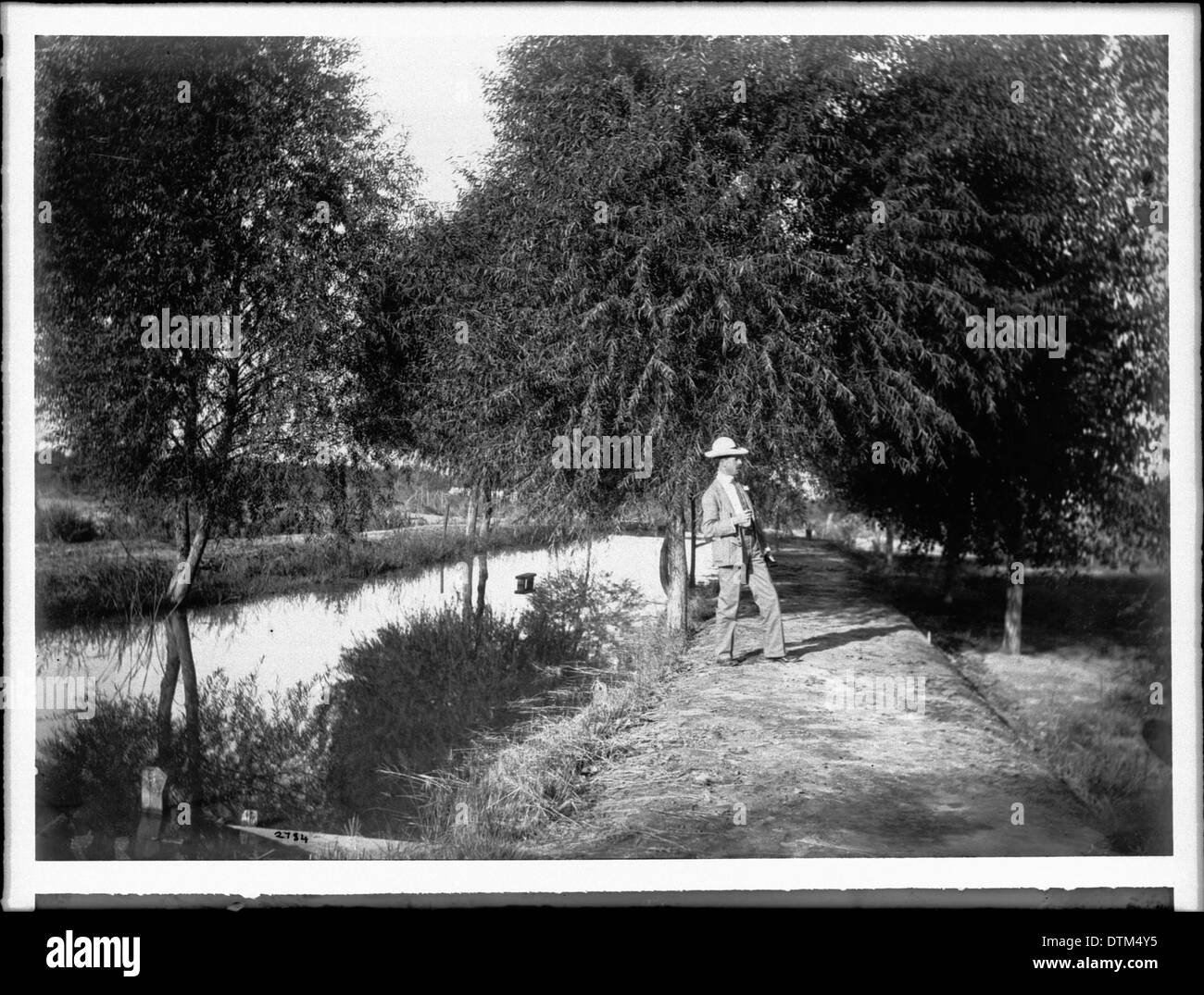 Une photographie des arbres de la vallée impériale après l'introduction des systèmes d'irrigation, illustrant la transformation du paysage à des fins agricoles. Banque D'Images