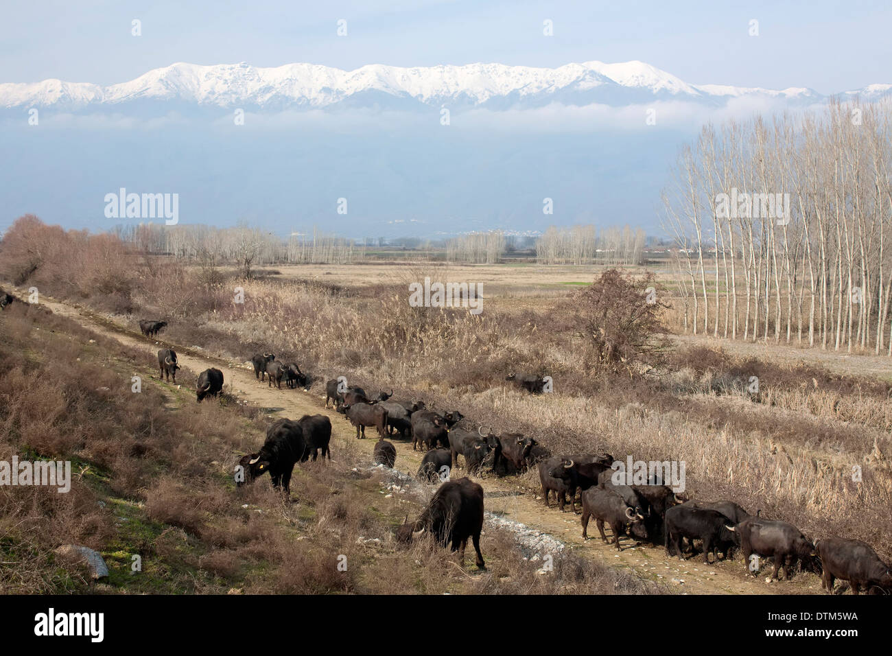 Un troupeau de buffles dans le domaine de Kerkini lake, dans le nord de la Grèce Banque D'Images
