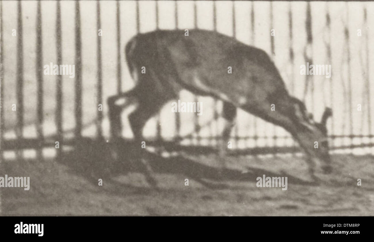 Un cerf de Virginie est montré marchant, sur le point de commencer à galoper, capturé dans son habitat naturel. Banque D'Images