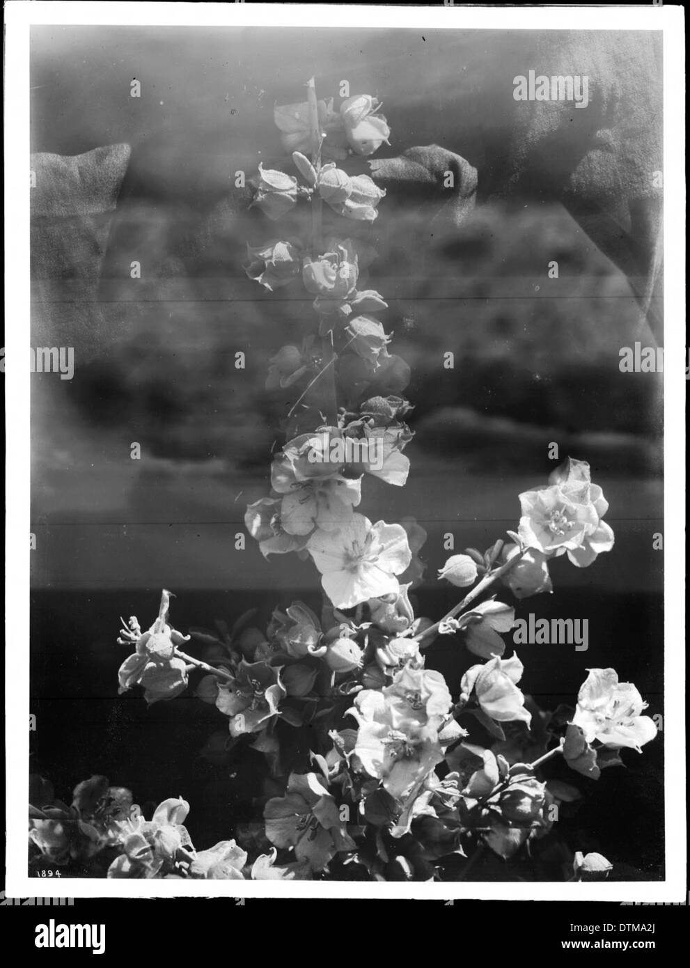 Fleur sauvage Fremontia californica, ou 'false' Orme Banque D'Images