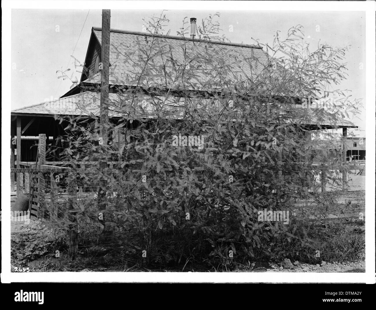Une scène de chanvre sauvage poussant naturellement dans Imperial Valley, représentant la plante dans son environnement naturel dans le passé. Banque D'Images