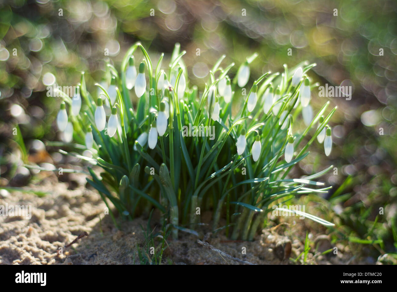 Perce-neige en février Banque D'Images