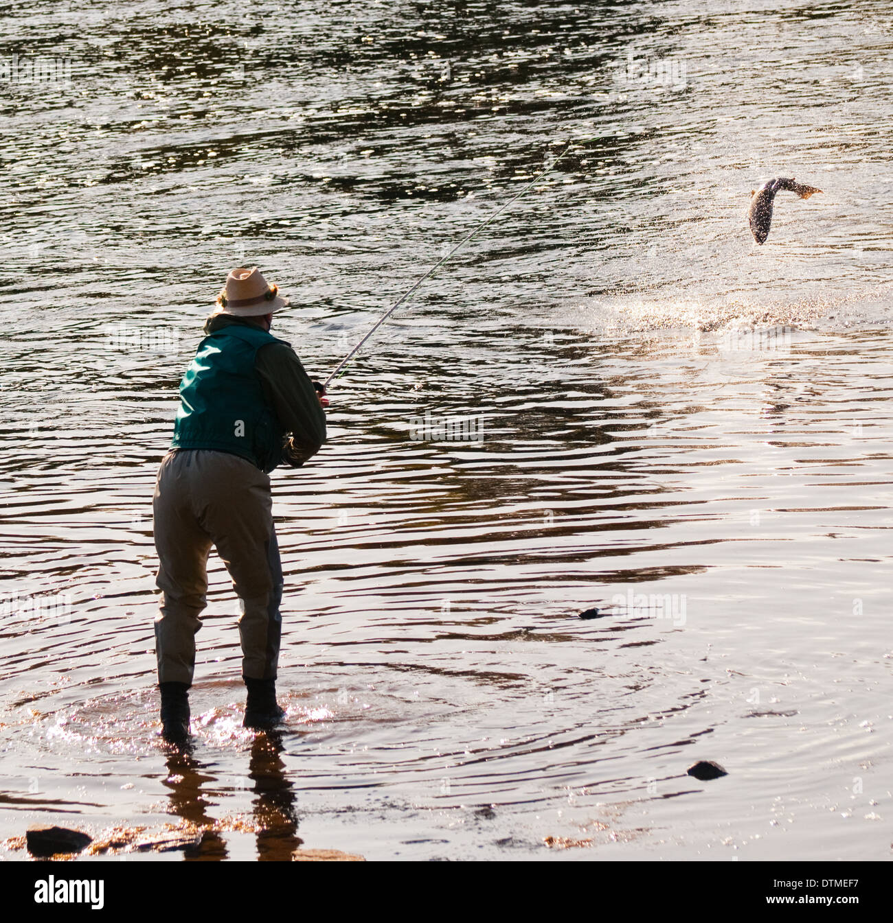 Pêcheur de mouche attraper un saumon atlantique de saut sur la rivière Miramichi, Nouveau-Brunswick, Canada Banque D'Images