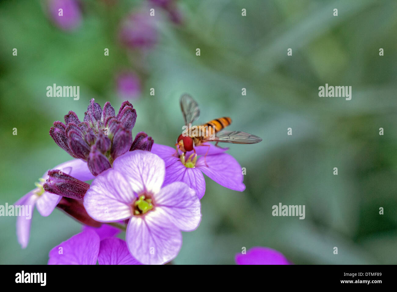 La photo primée de voler sur une fleur Banque D'Images