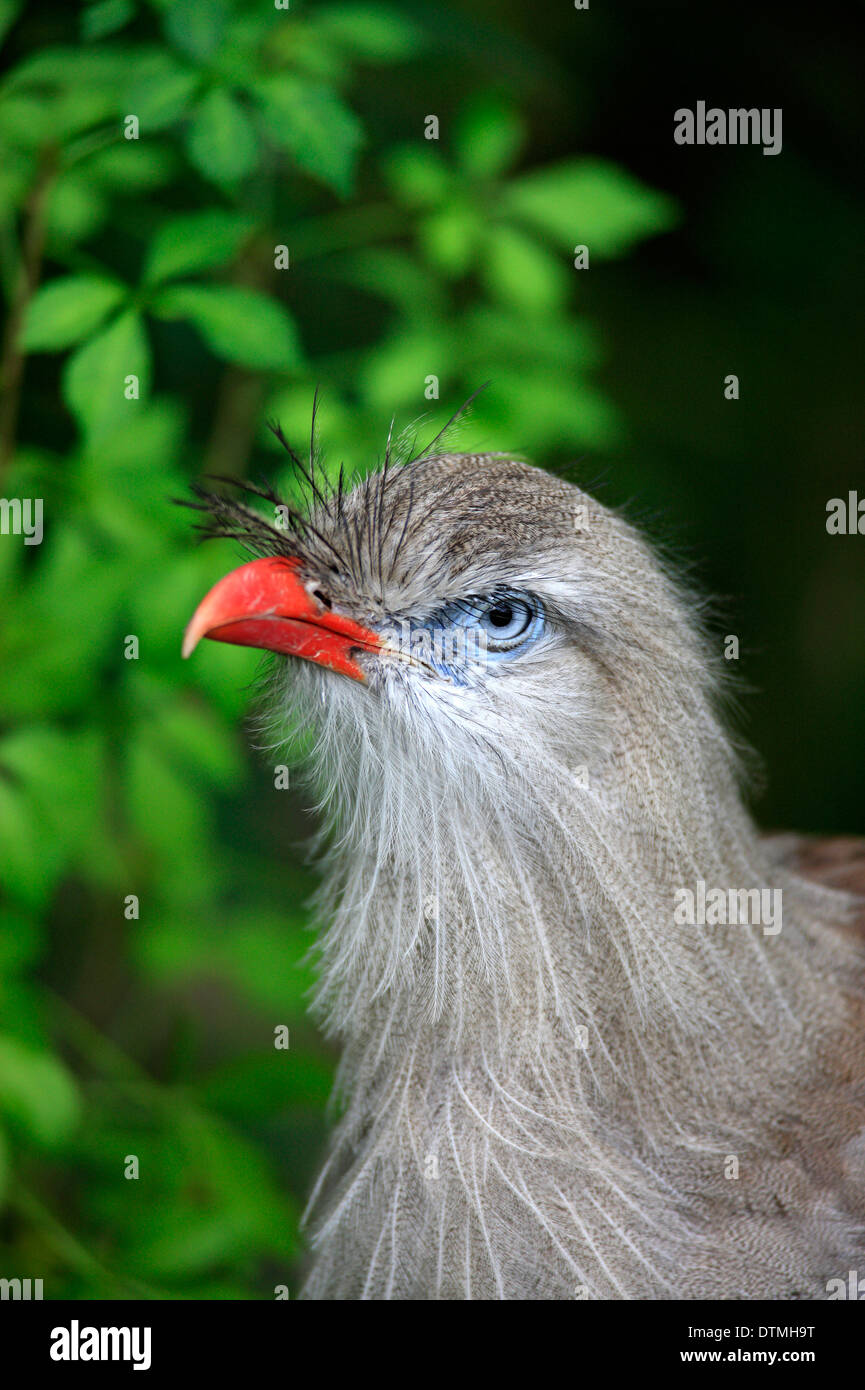 Red-Legged Seriema (Cariama cristata) / Banque D'Images