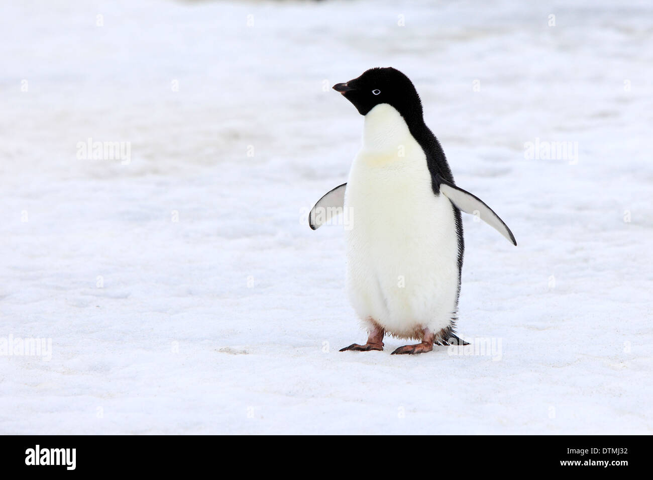 Adelie Penguin, des profils dans la neige, l'Antarctique, l'Île du Diable, mer de Weddell / (Pygoscelis adeliae) Banque D'Images