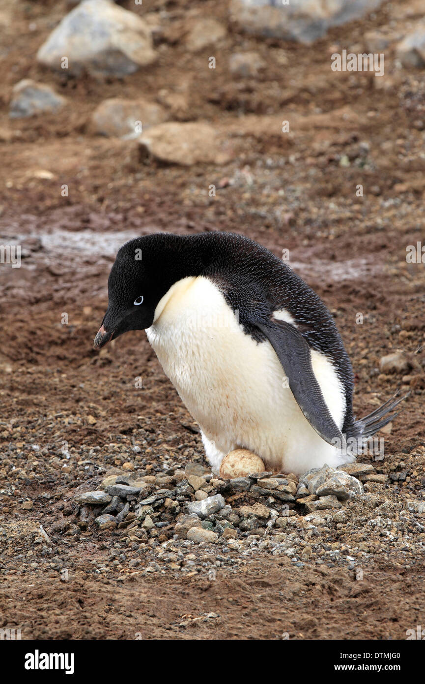 Adelie Penguin, reproduction adultes avec l'embrayage, l'Antarctique, l'Île du Diable, mer de Weddell / (Pygoscelis adeliae) Banque D'Images