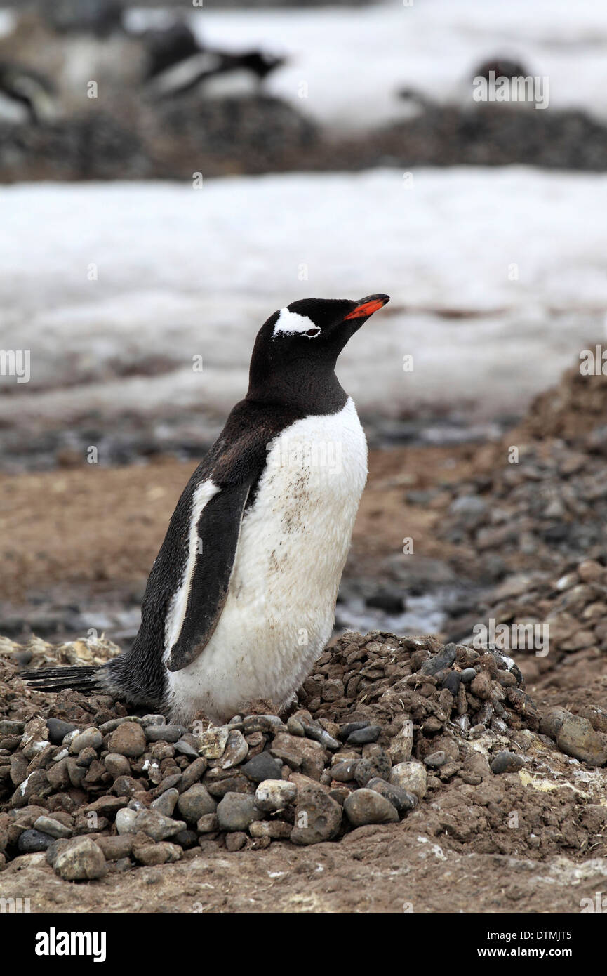 Gentoo pingouin, adulte au nid, l'Antarctique, l'île de la demi-lune, mer de Weddell / (Pygoscelis papua) Banque D'Images