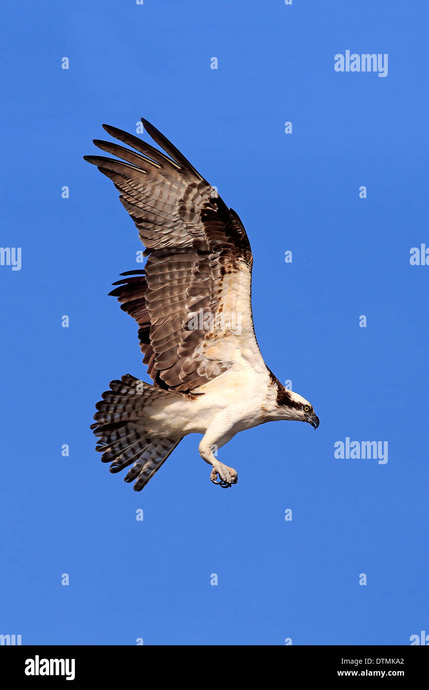 Osprey, flying adultes, Sanibel Island, Floride, USA, Amérique du Nord / (Pandion haliaetus carolinensis) Banque D'Images