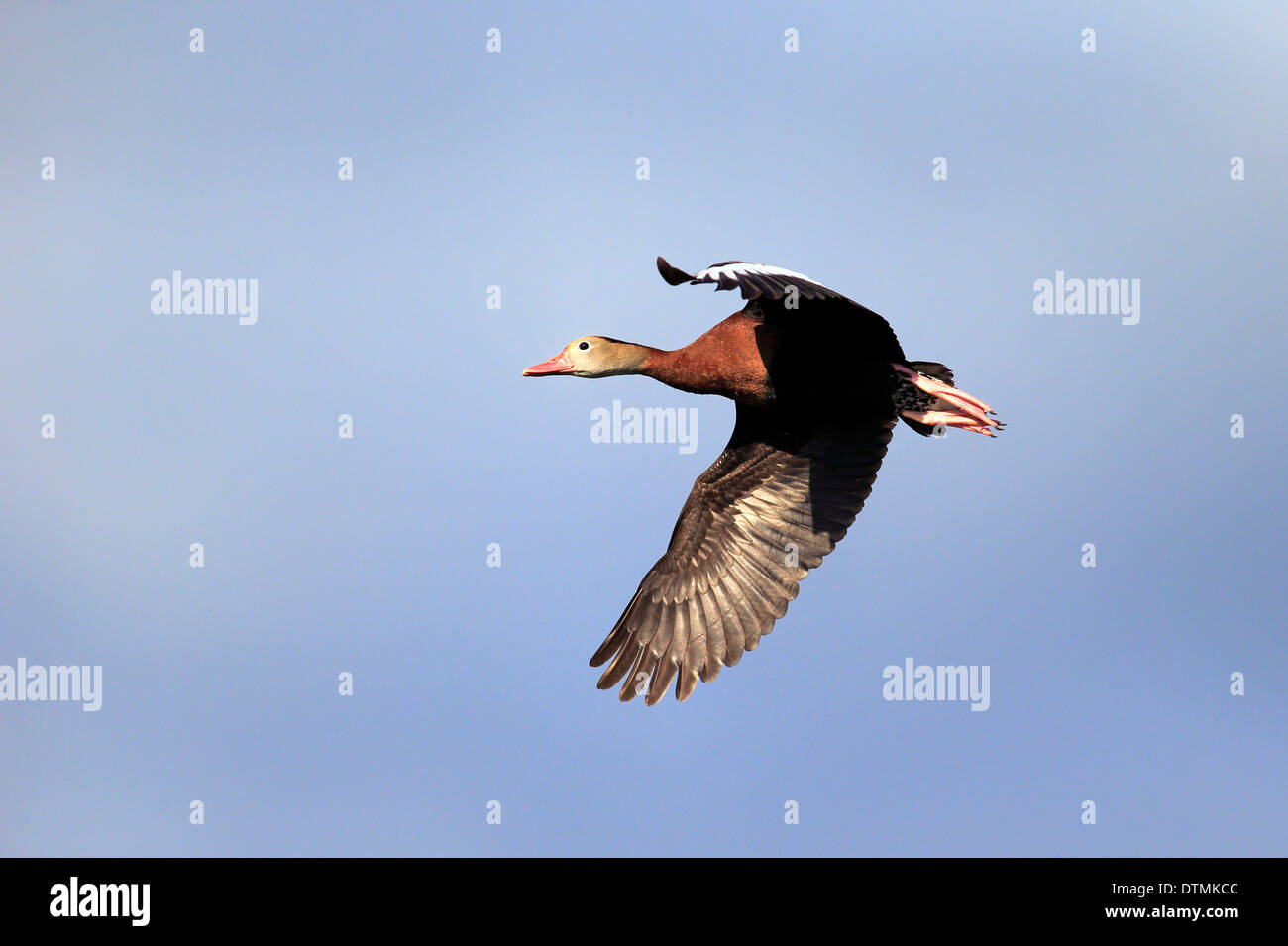 Black Bellied whistling duck flying Wakodahatchee Wetlands adultes à Delray Beach en Floride USA Amérique du Nord / (Dendrocygna Banque D'Images