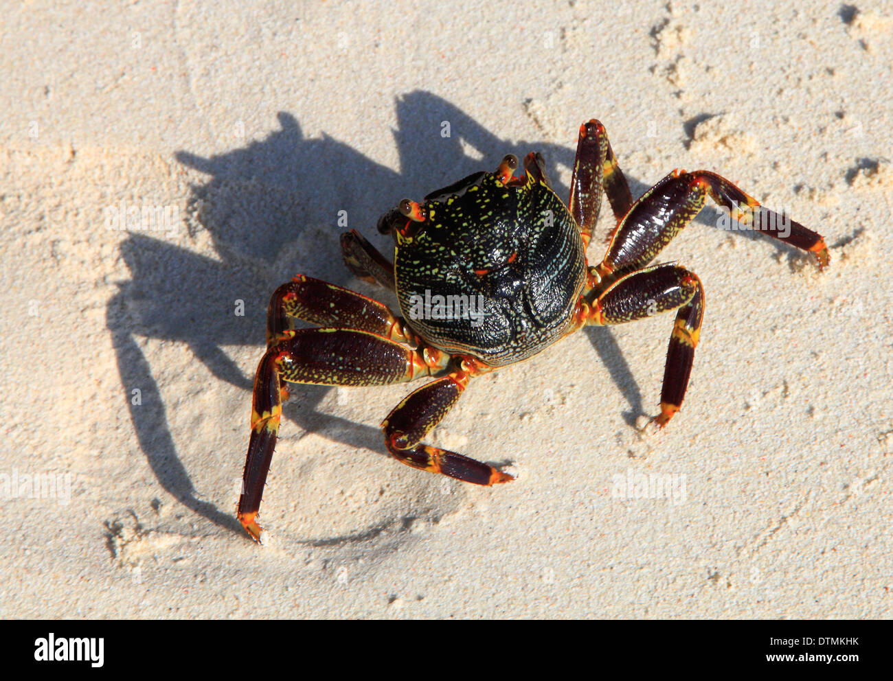 Les Maldives, Filitheyo Island, du sable, du crabe Banque D'Images