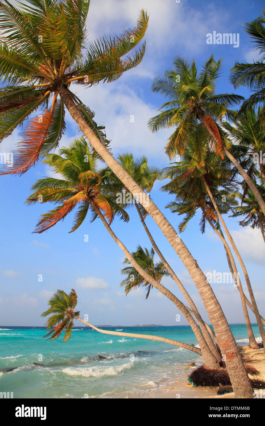 Les Maldives, l'île de Maafushi, plage, palmiers, Banque D'Images