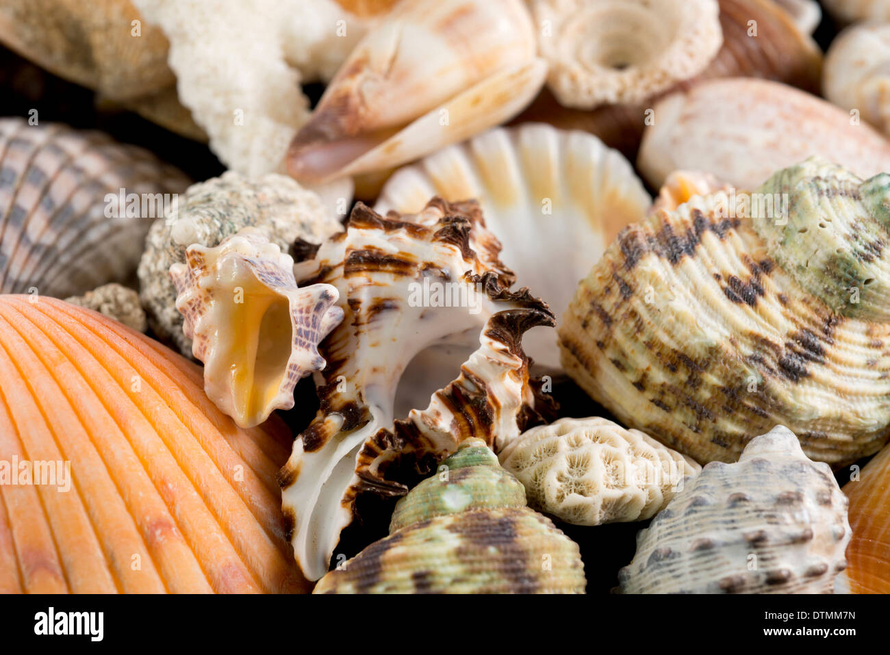 Détail de coquillages du monde entier. Banque D'Images