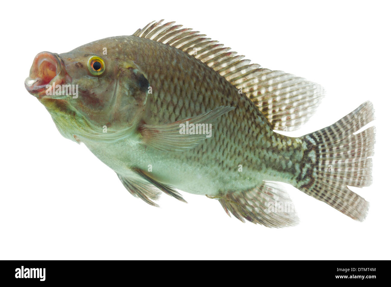 Profil de Tilapia du Mozambique Shot Isolated On White Banque D'Images