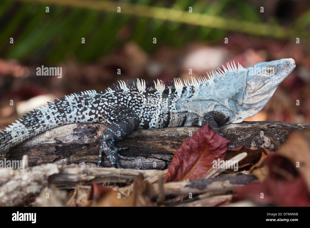 L'Iguane noir (Ctenosaura similis). Des hommes. Sur la plage. Parc National Manuel Antonio. Costa Rica. L'Amérique centrale. Banque D'Images