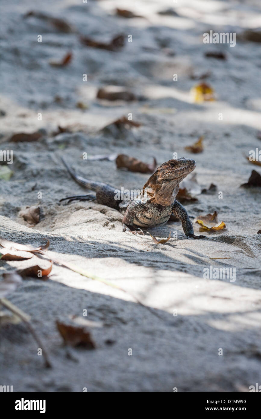 L'Iguane noir (Ctenosaura similis). Des femmes. Sur la plage. Parc National Manuel Antonio. Costa Rica. L'Amérique centrale. Banque D'Images