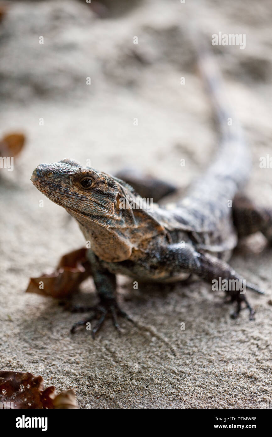 L'Iguane noir (Ctenosaura similis). Des femmes. Sur la plage. Parc National Manuel Antonio. Costa Rica. L'Amérique centrale. Banque D'Images
