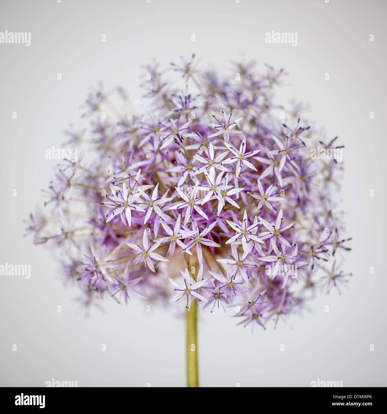 Oignons à fleurs roses et mauves fleurs sur fond blanc Banque D'Images