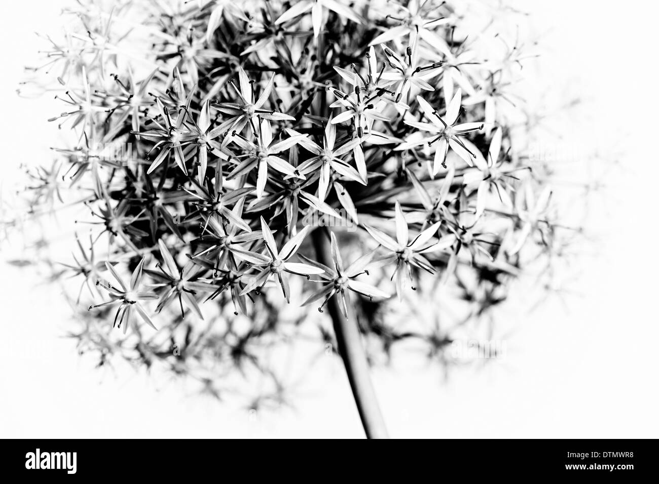 Gros plan macro de la floraison des fleurs d'oignons en noir et blanc Banque D'Images