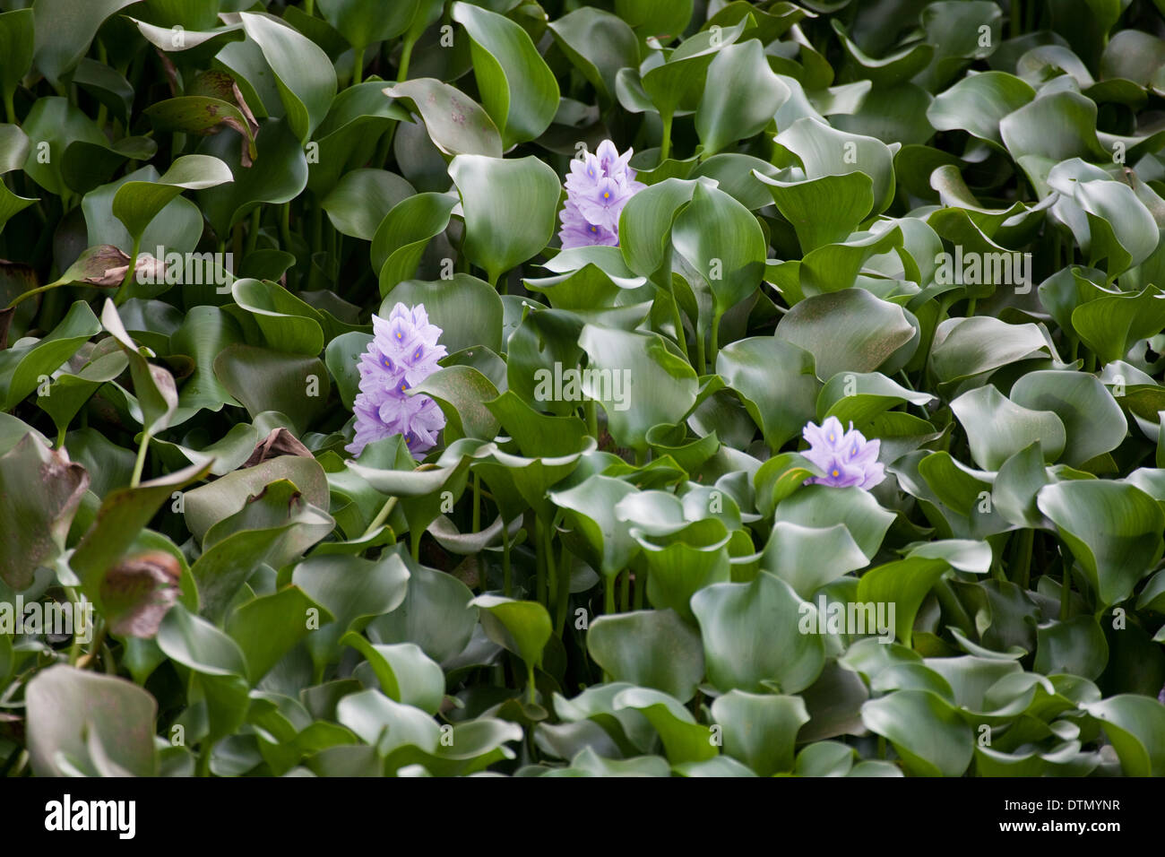 Jacinthe d'eau (Eichornia crassipes). Originaire d'Amazonie. Ici a envahi un réservoir au Costa Rica un près de masse solide. Banque D'Images