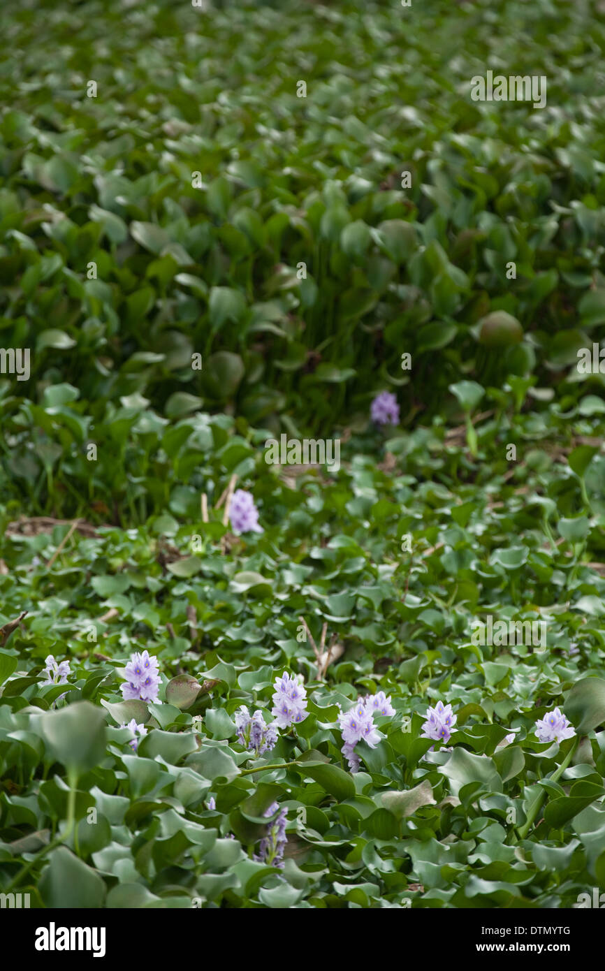 Jacinthe d'eau (Eichornia crassipes). Originaire d'Amazonie. Ici a envahi un réservoir au Costa Rica un près de masse solide. Banque D'Images